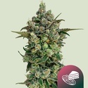 Dark Matter Cake F1 (Royal Queen Seeds) Feminized