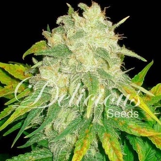 Il Diavolo (Delicious Seeds) feminized