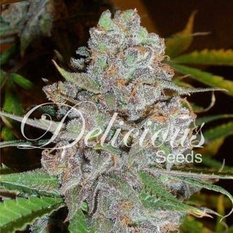 La Diva (Delicious Seeds) feminisiert