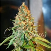 Critical Kali Mist (Delicious Seeds) feminized