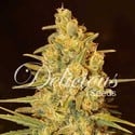 Critical Sensi Star (Delicious Seeds) feminisiert