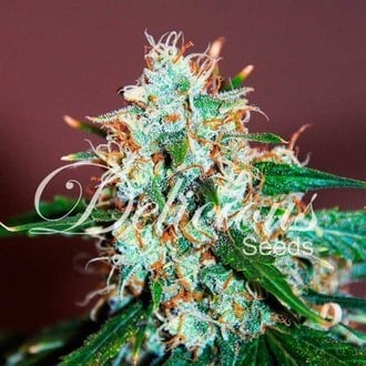 Critical Neville Haze 2.0 (Delicious Seeds) feminized