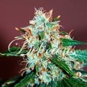 Critical Neville Haze 2.0  (Delicious Seeds) feminisiert