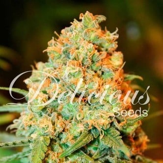 Critical Super Silver Haze (Delicious Seeds) feminized