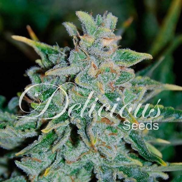 Northern Lights Blue Feminisiert (Delicious Seeds)