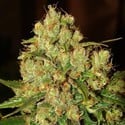 Master Kush (Nirvana) feminized