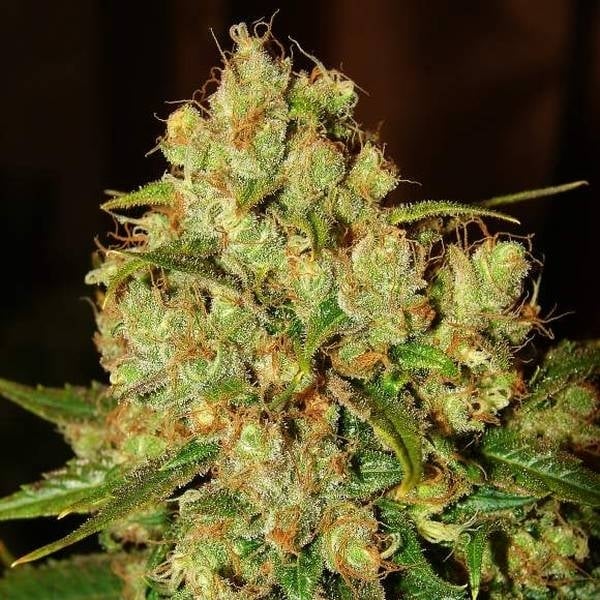 Master Kush Feminisiert (Sensi Seeds)