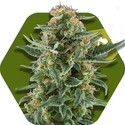 Power Plant XL Autoflowering (Zambeza) feminized