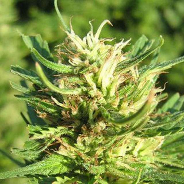 Sacritus Haze Feminisiert (Seeds Mafia)
