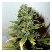 Super Skunk (Nirvana Seeds) feminized
