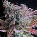 Raspberry Cough (Nirvana) feminized