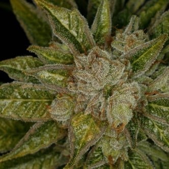 MK-Ultra (T.H. Seeds) feminisiert