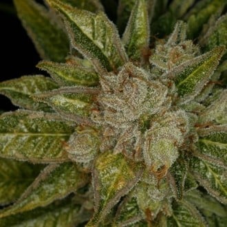 MK-Ultra (T.H.Seeds) feminisiert