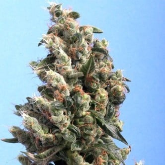 Kushage (T.H. Seeds) feminized