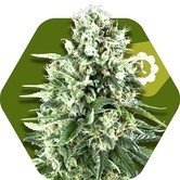 Super Silver Haze Autoflowering (Zambeza) feminized