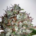 Big Bud XXL (Ministry of Cannabis) feminisiert