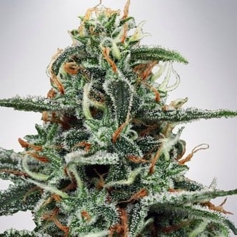 White Widow (Ministry of Cannabis) feminisiert