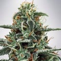 White Widow (Ministry of Cannabis) feminisiert