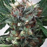 Zensation (Ministry of Cannabis) feminized