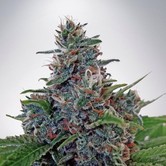 Auto Blue Amnesia (Ministry of Cannabis) feminized