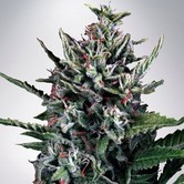 Auto Silver Bullet (Ministry of Cannabis) feminized