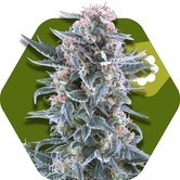 Blueberry Autoflowering (Zambeza) feminized