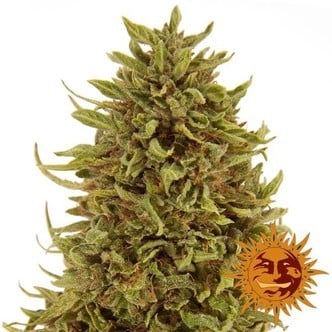 Pineapple Express Auto (Barney's Farm) feminisiert