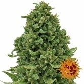 Sweet Tooth Auto (Barney's Farm) feminized