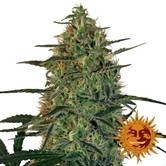 Malana Bomb Auto (Barney's Farm) feminized