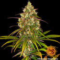 Liberty Haze (Barney's Farm) feminized
