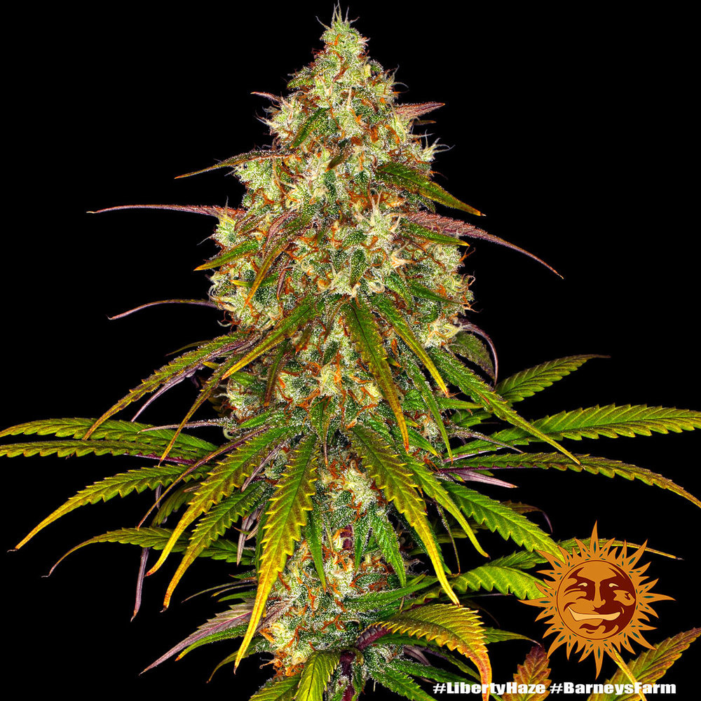 Liberty Haze (Barney's Farm) feminisiert
