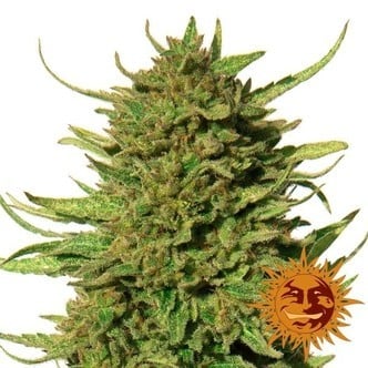 Critical Kush (Barney's Farm) feminized