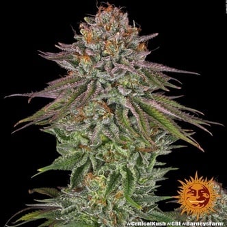 Critical Kush (Barney's Farm) feminized