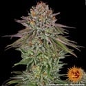 Critical Kush (Barney's Farm) feminized