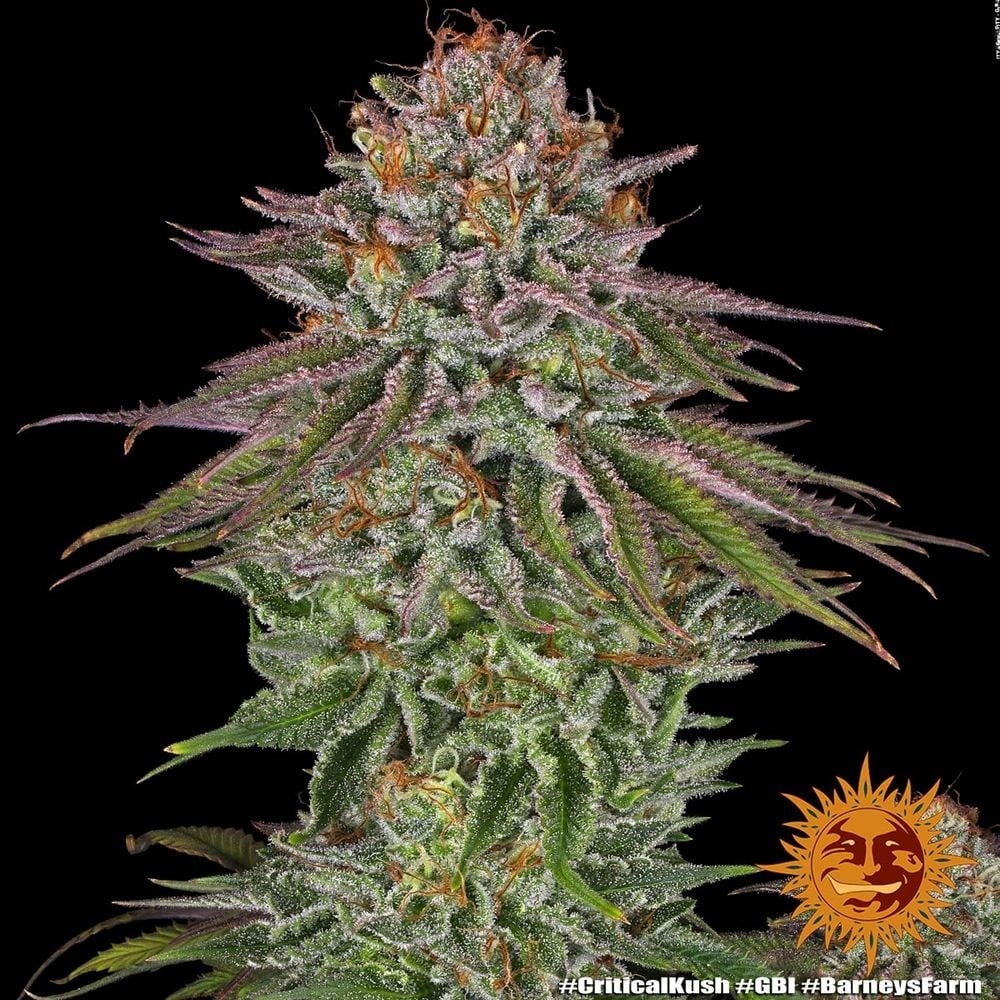 Bad Azz Kush Feminisiert (Barney's Farm)