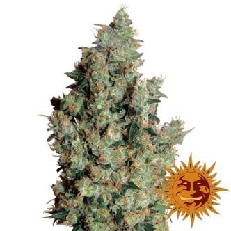 Tangerine Dream (Barney's Farm) feminized