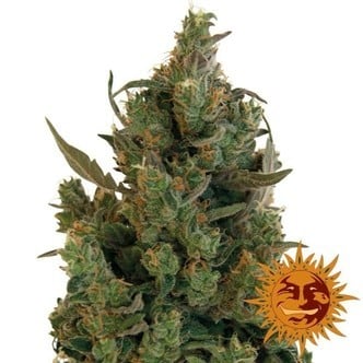 Blue Cheese (Barney's Farm) feminisiert