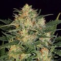 Autoflowering White Russian (Serious Seeds) feminisiert