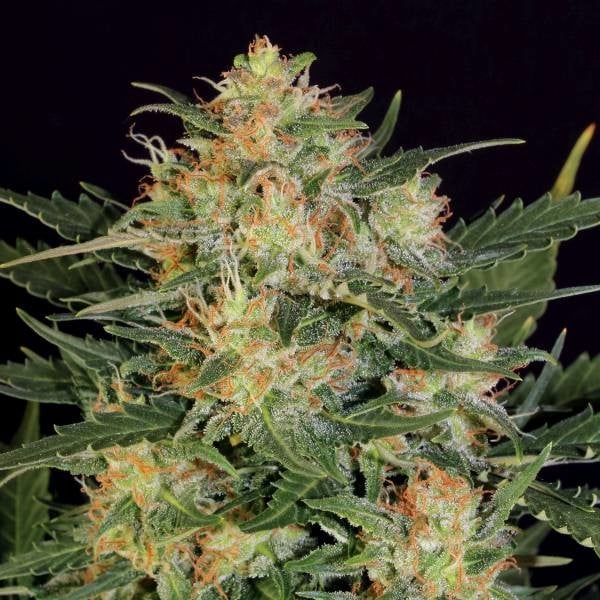 White Russian Feminisiert (Hulk Seedbank)