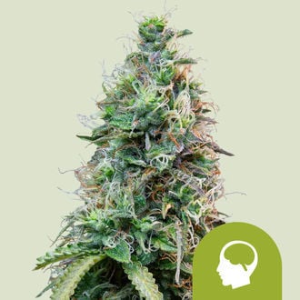 Amnesia Haze Automatic (Royal Queen Seeds) feminisiert