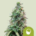 Amnesia Haze Automatic (Royal Queen Seeds) feminized