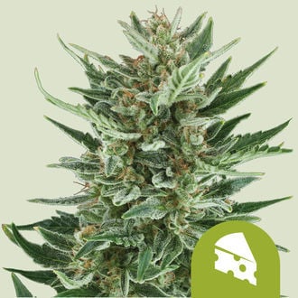Royal Cheese Automatic (Royal Queen Seeds) feminisiert
