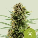 White Widow Automatic (Royal Queen Seeds) feminisiert