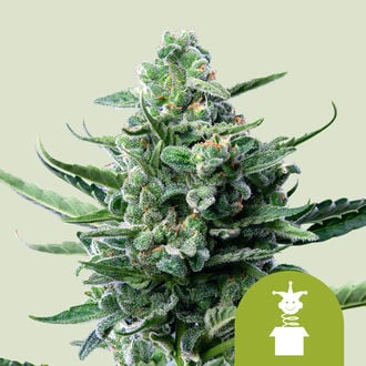 Royal Jack Automatic (Royal Queen Seeds) feminisiert