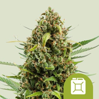 Diesel Automatic (Royal Queen Seeds) feminisiert