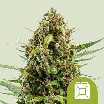 Diesel Automatic (Royal Queen Seeds) feminized