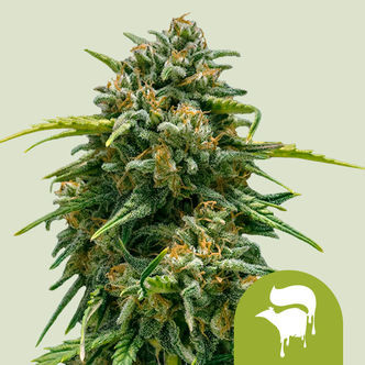 Sweet Skunk Automatic (Royal Queen Seeds) feminisiert