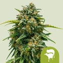 Sweet Skunk Automatic (Royal Queen Seeds) feminisiert