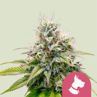 Kali Dog (Royal Queen Seeds) feminisiert