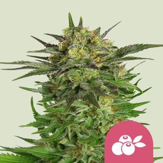 Haze Berry (Royal Queen Seeds) feminized